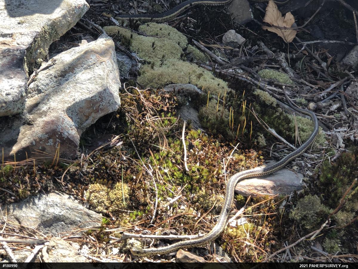 Eastern Gartersnake