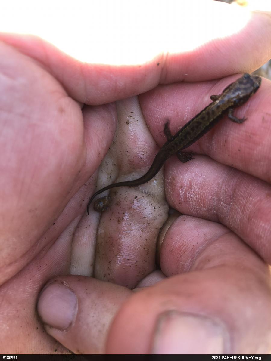 Allegheny Mountain Dusky Salamander