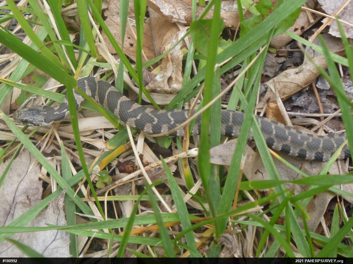 Northern Watersnake