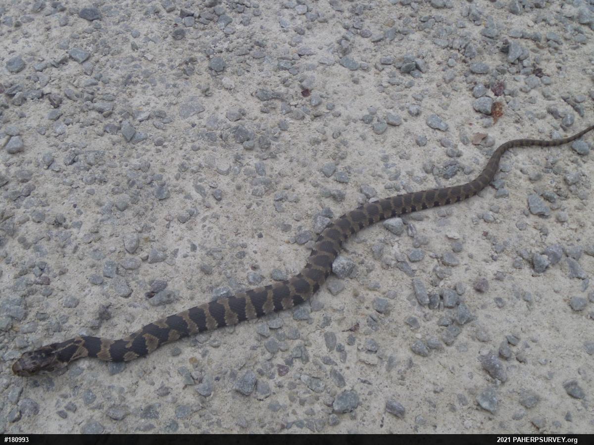 Northern Watersnake