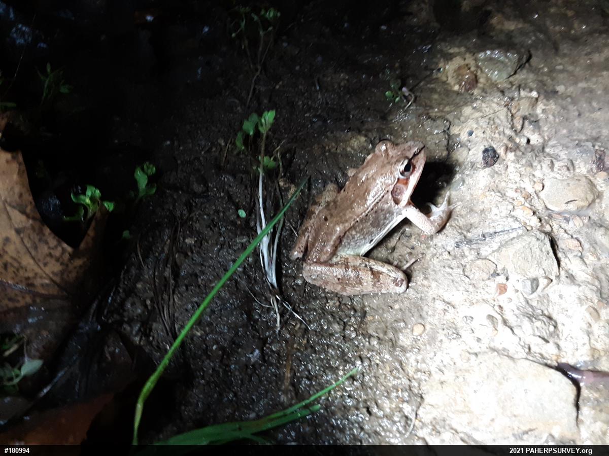 Wood Frog