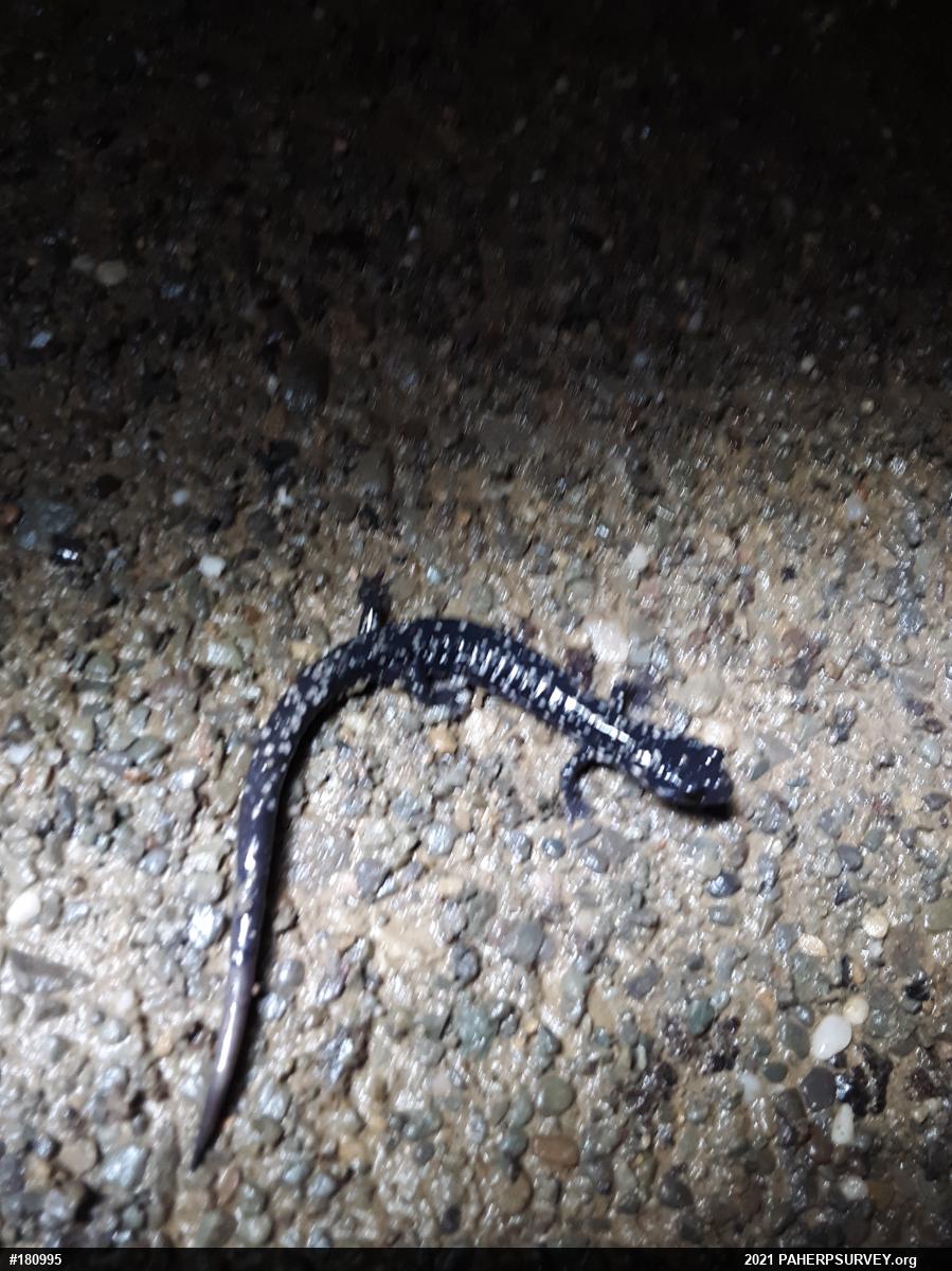 Northern Slimy Salamander