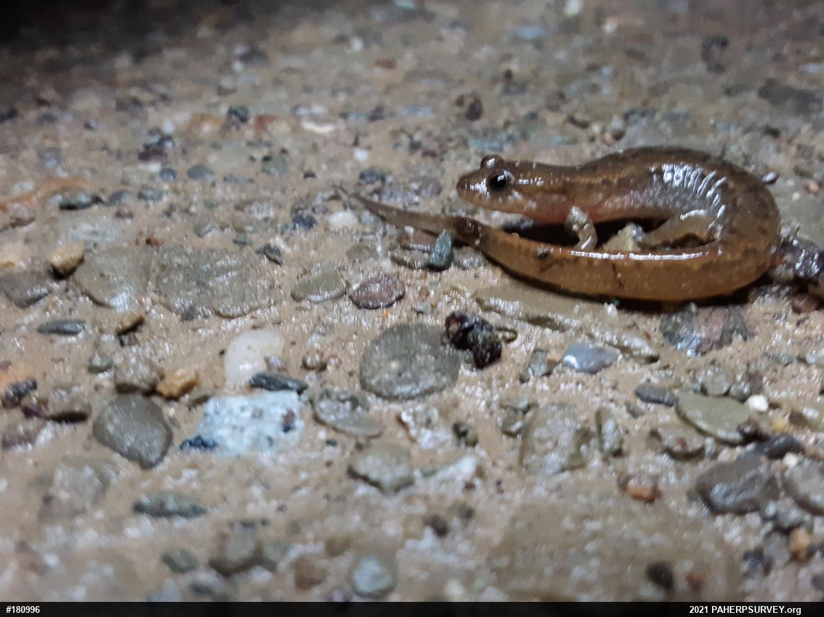 Northern Dusky Salamander