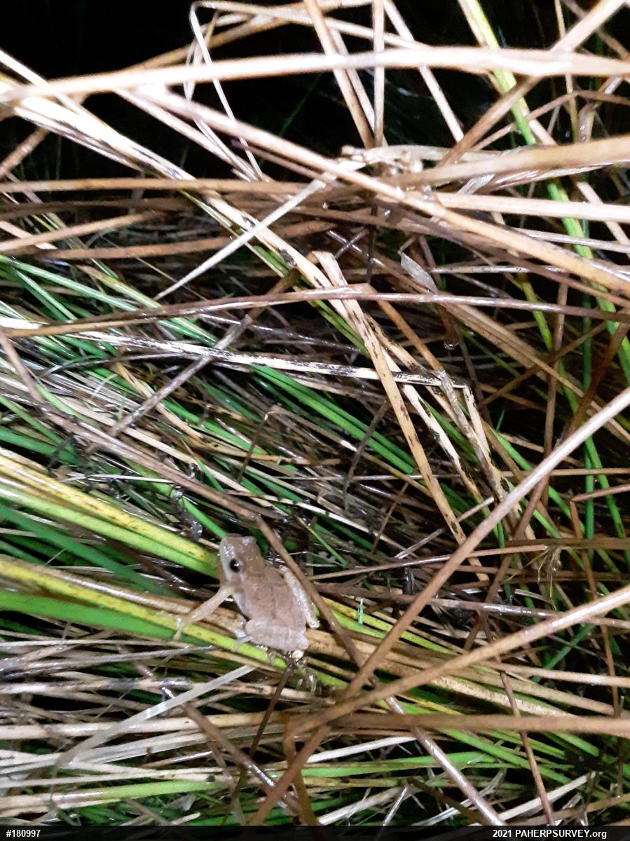 Spring Peeper