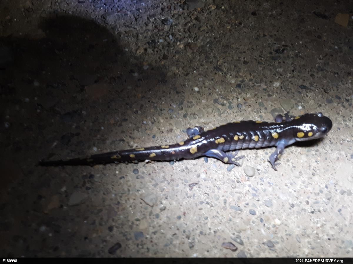 Spotted Salamander