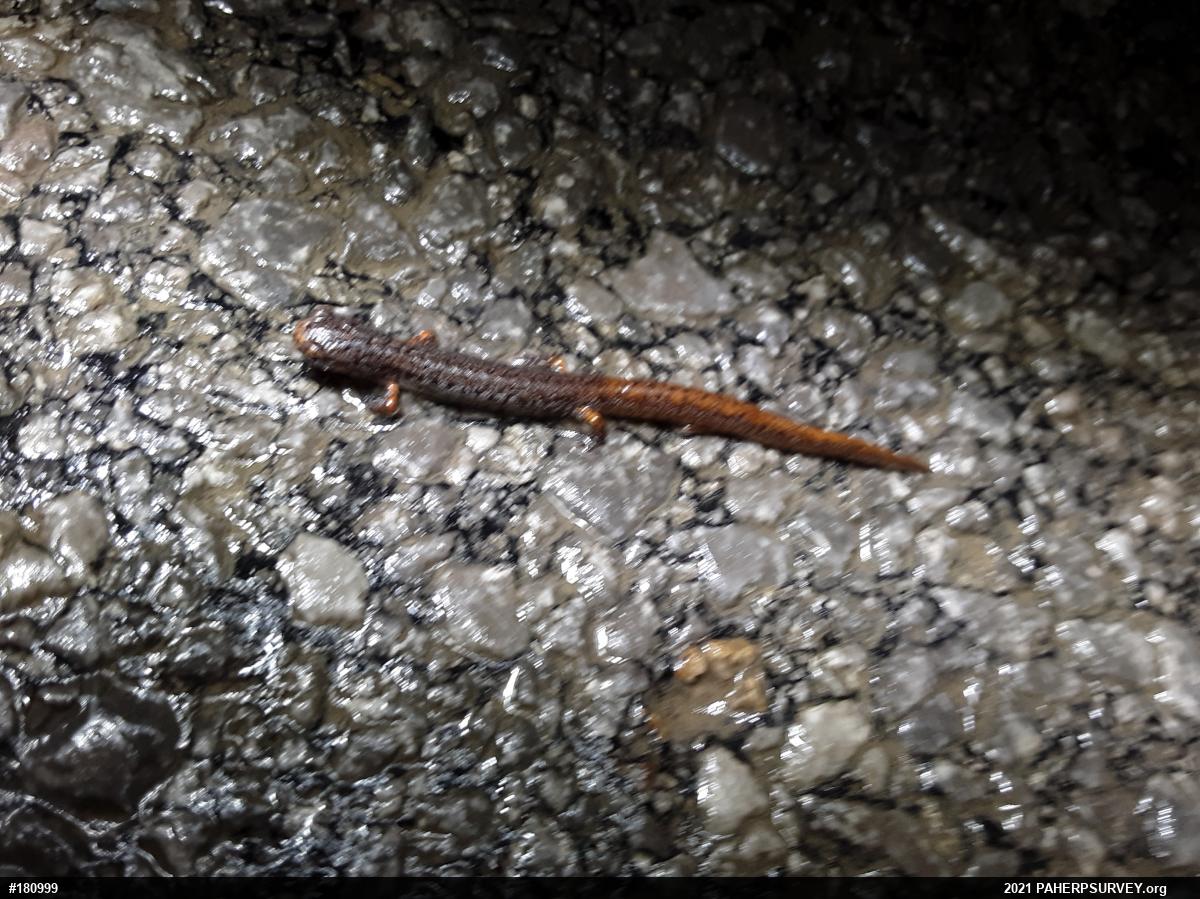 Four-toed Salamander