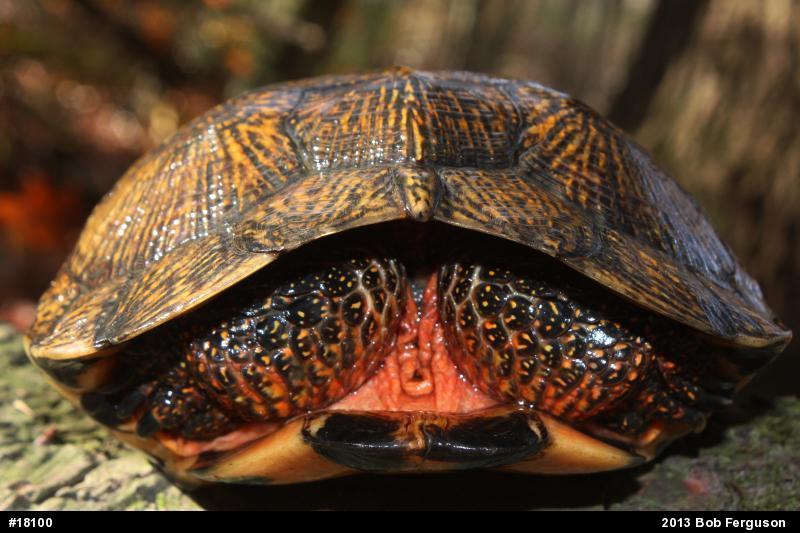 Wood Turtle