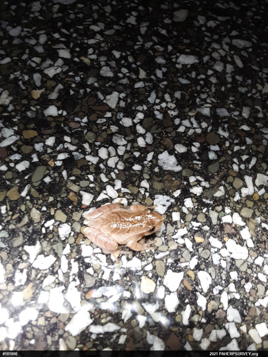 Spring Peeper