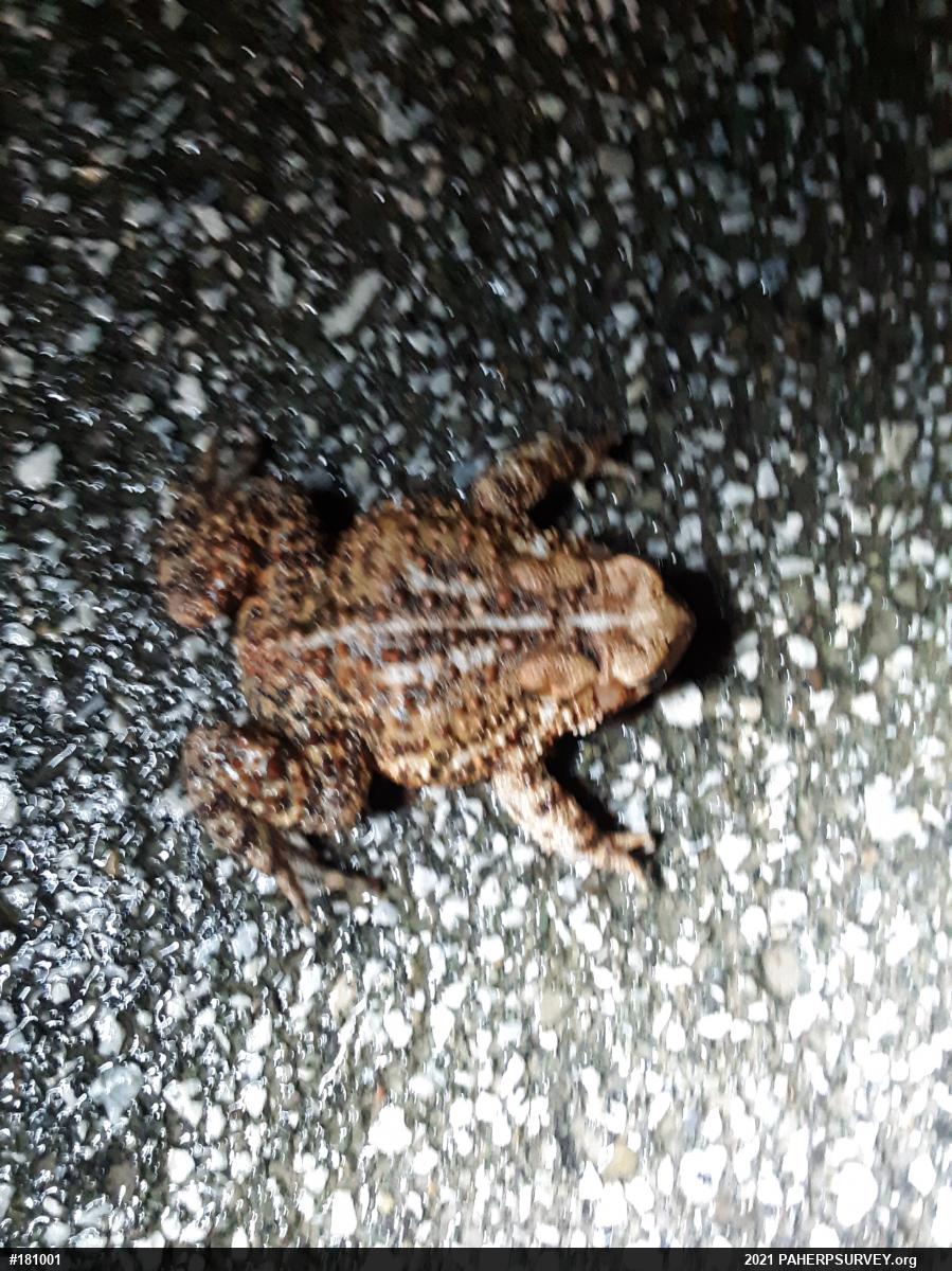 Eastern American Toad