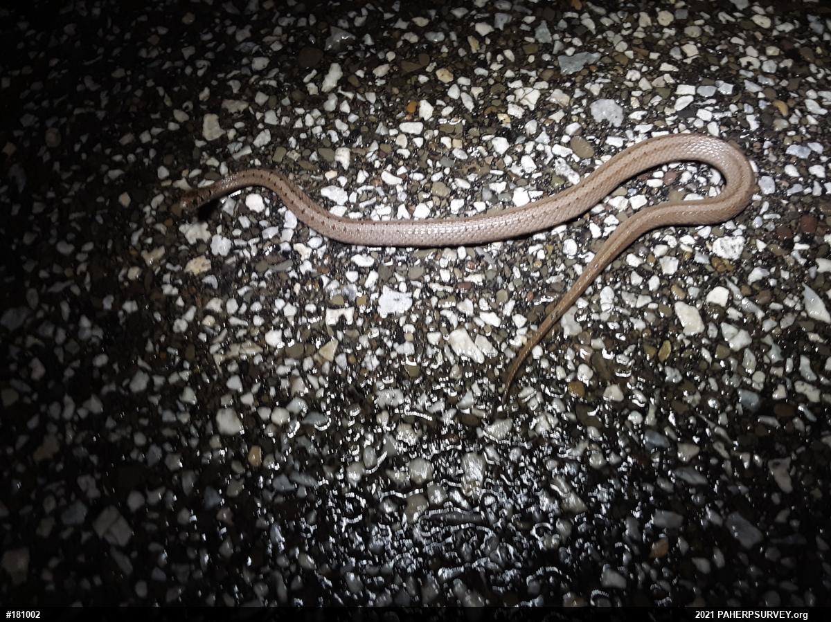 Dekay's Brownsnake