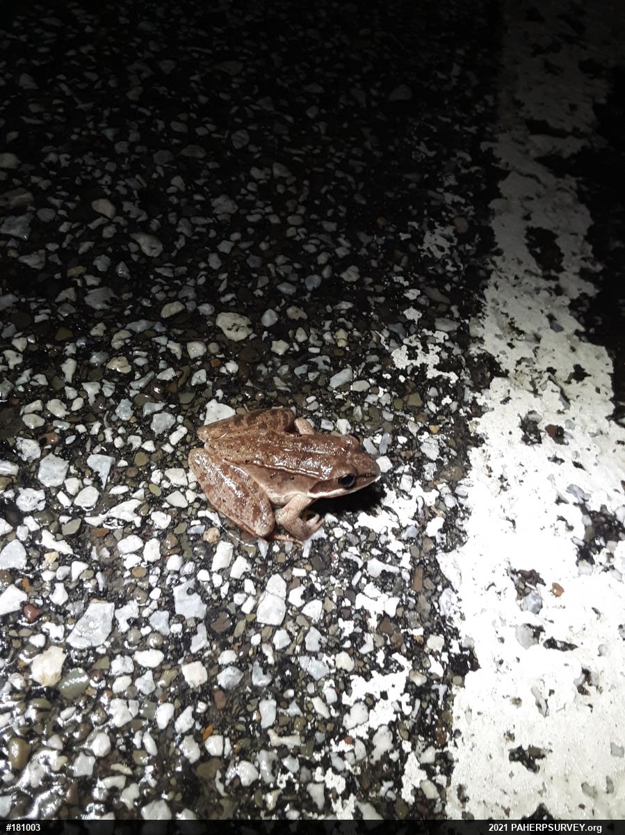 Wood Frog
