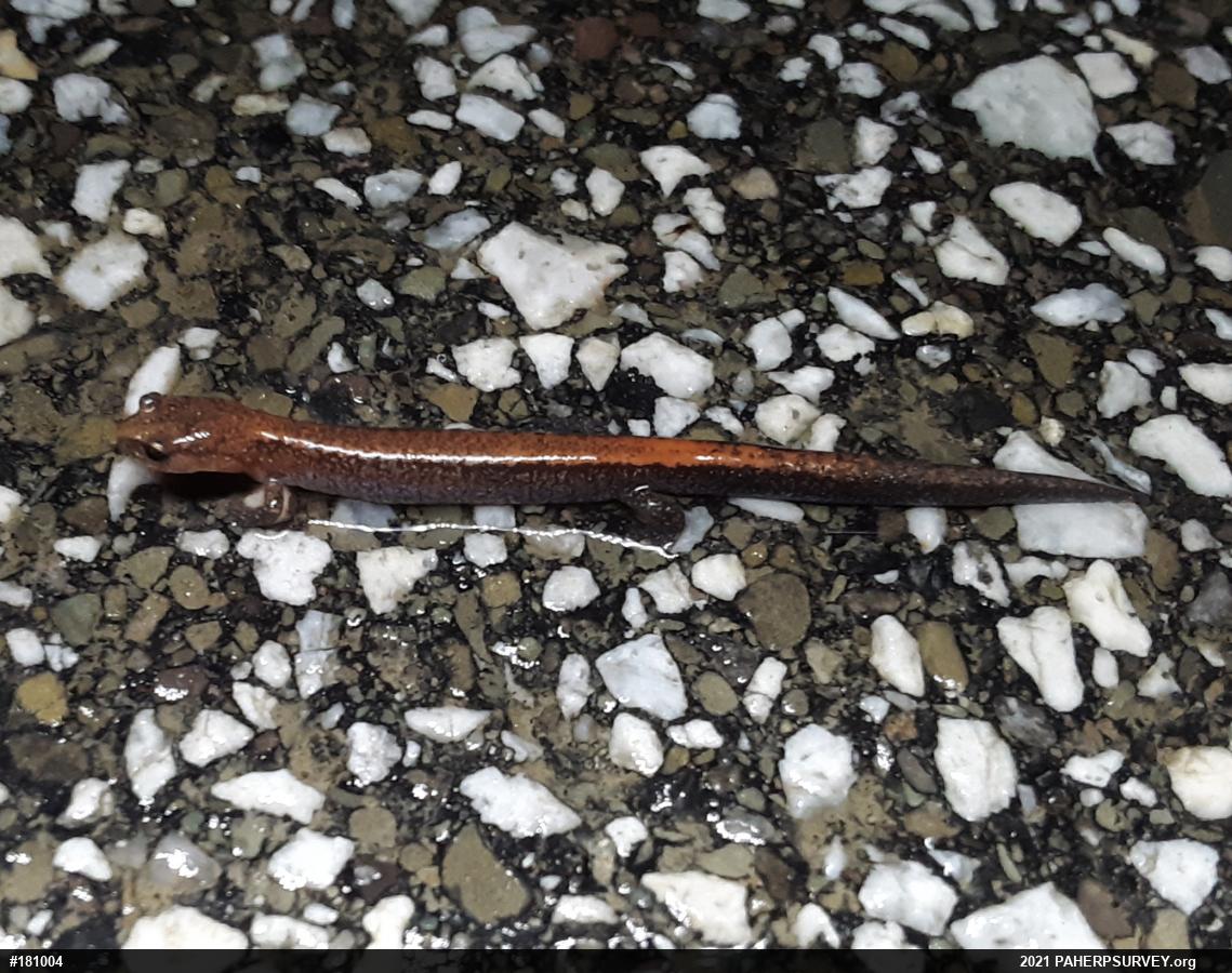 Eastern Red-backed  Salamander