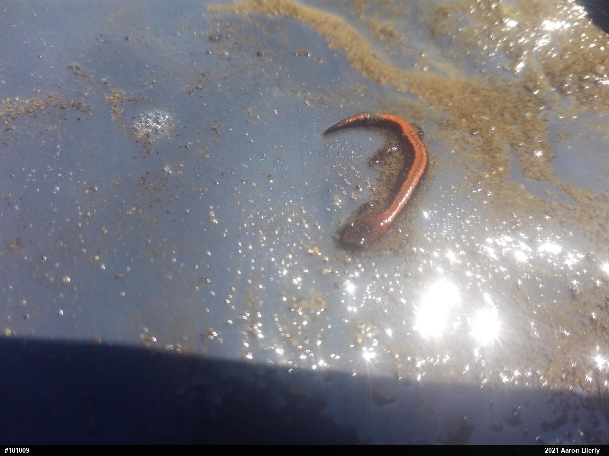 Eastern Red-backed  Salamander