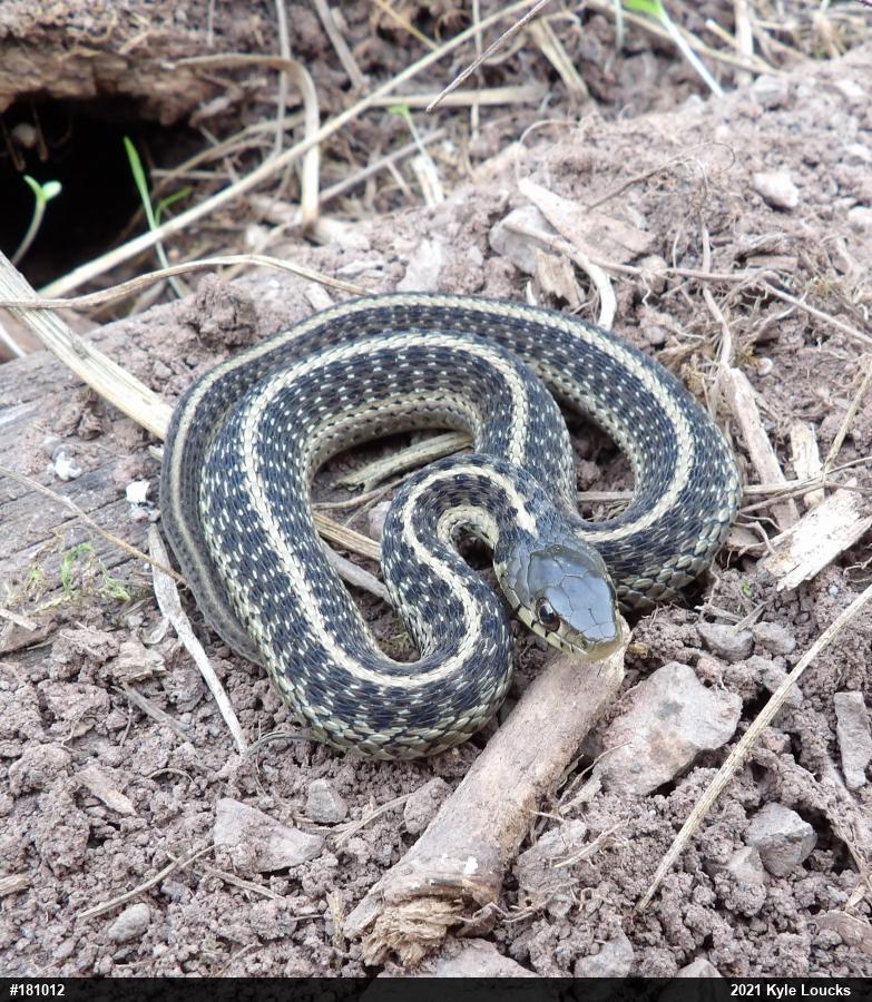 Eastern Gartersnake