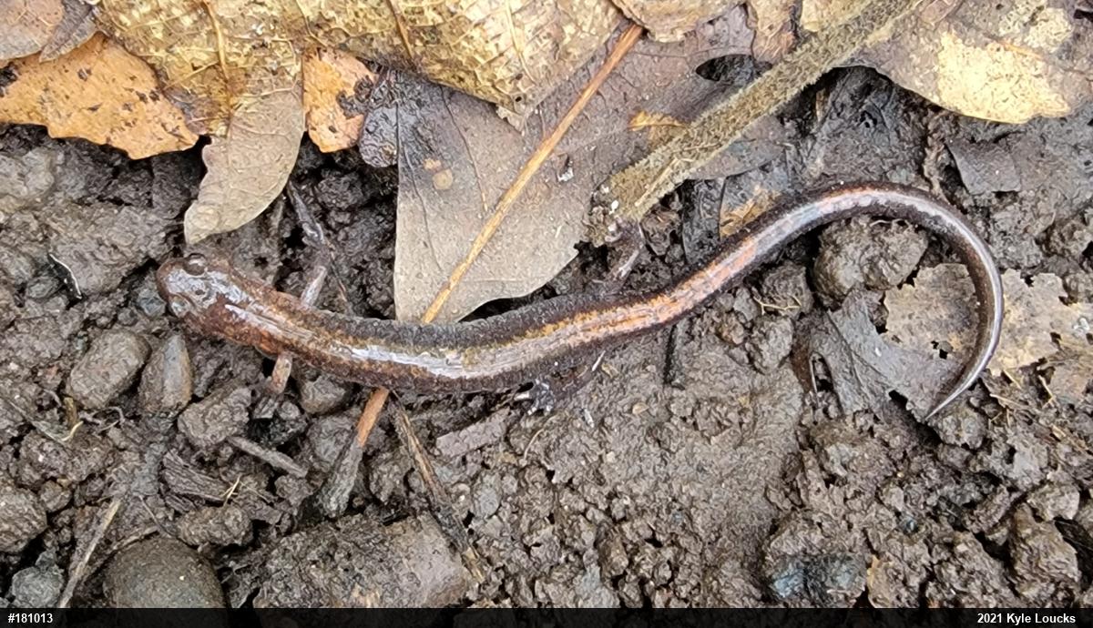 Eastern Red-backed  Salamander
