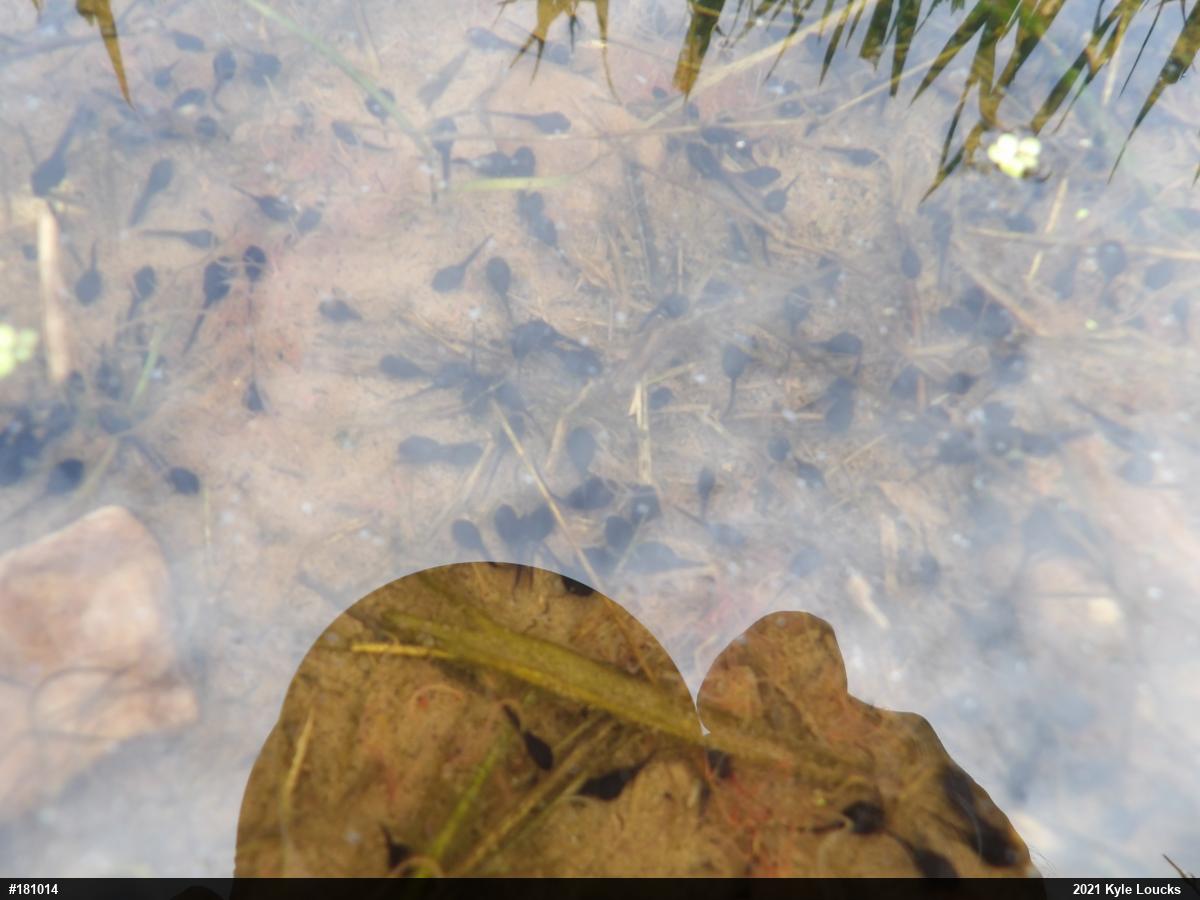 Eastern American Toad