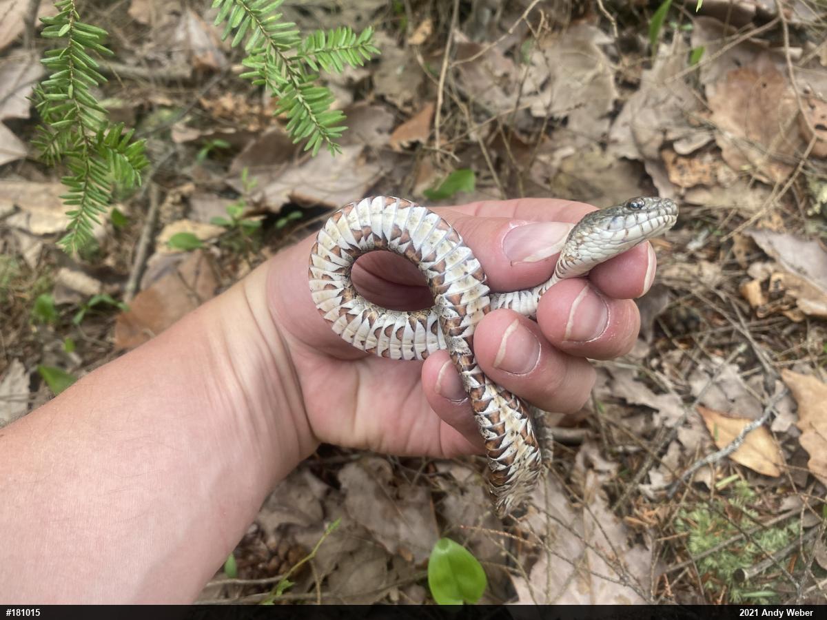 Northern Watersnake