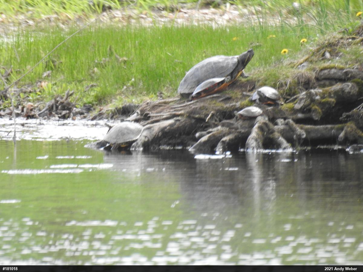 Painted Turtle