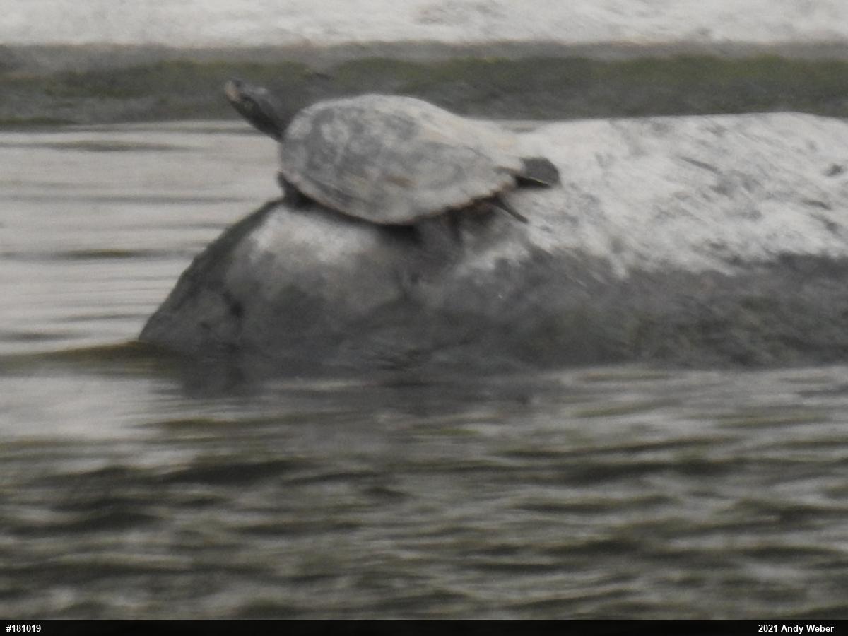 Northern Map Turtle