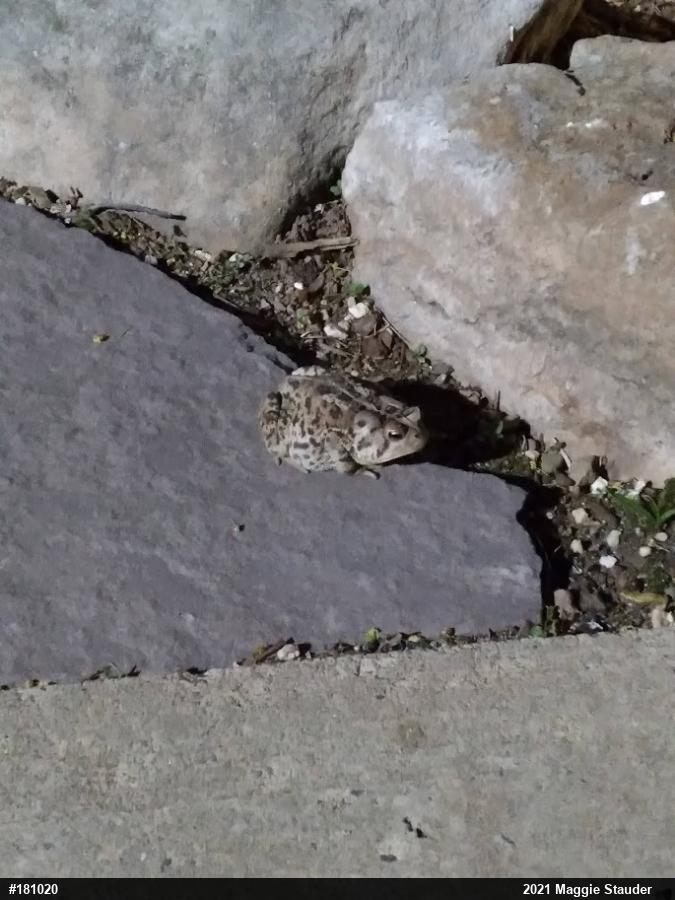 True Toads