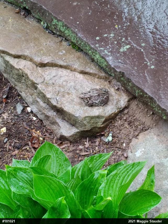 Eastern American Toad