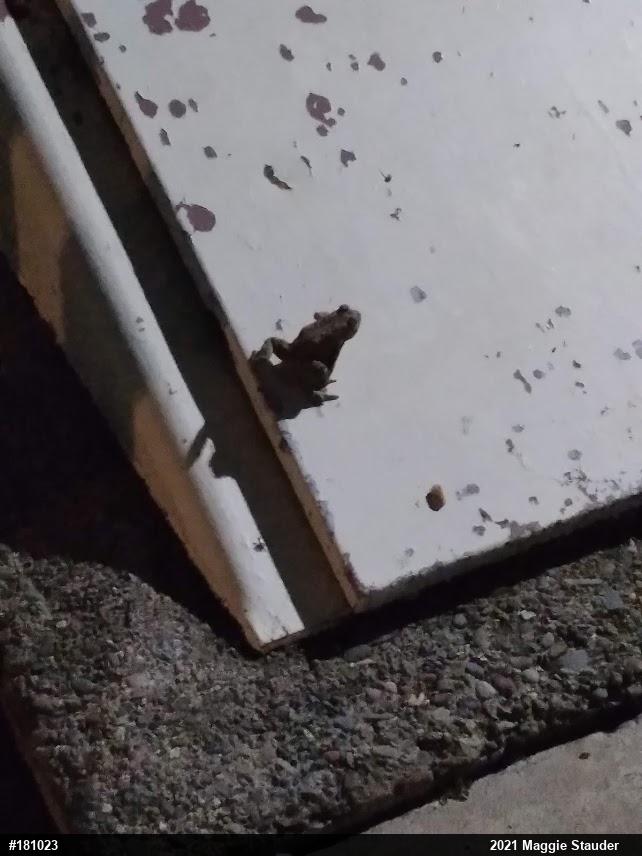 Eastern American Toad