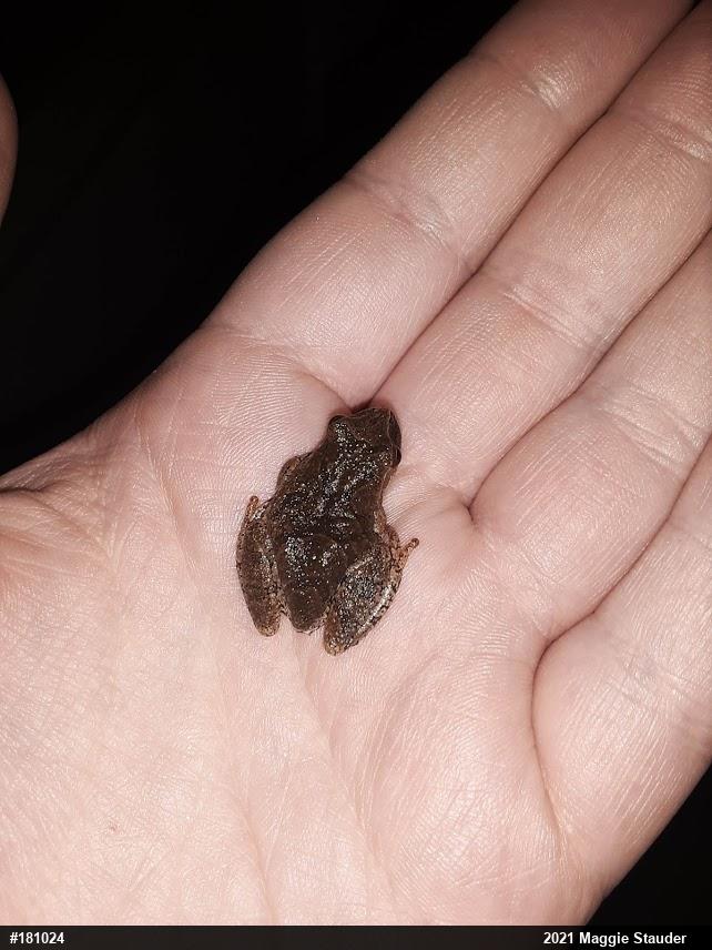 Spring Peeper
