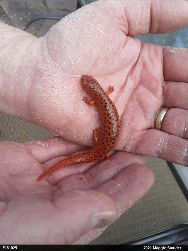 Northern Red Salamander