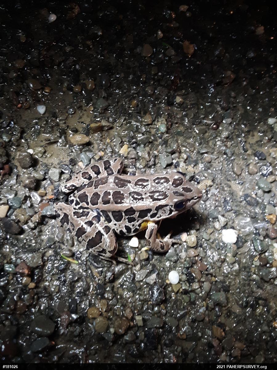 Pickerel Frog