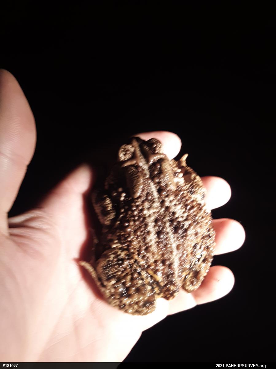 Eastern American Toad