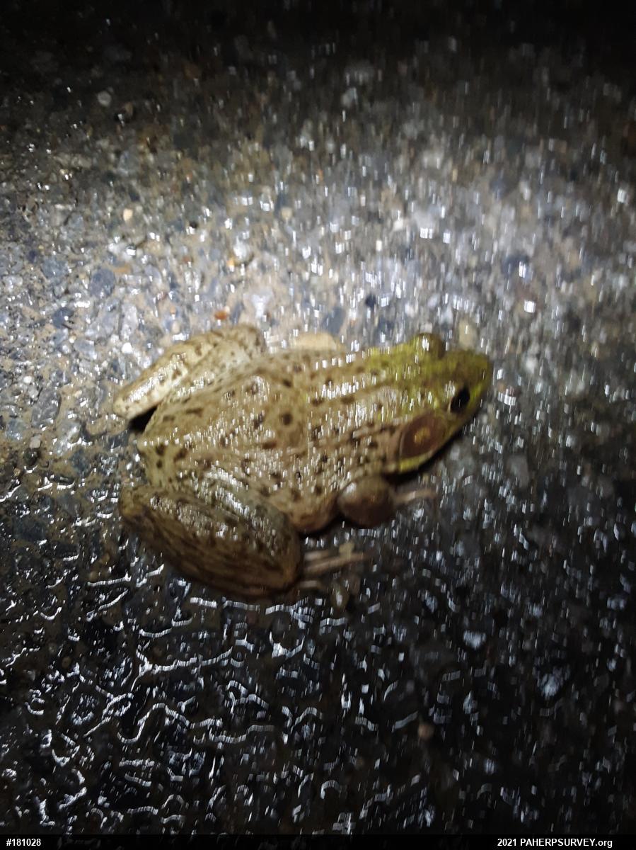 Green Frog
