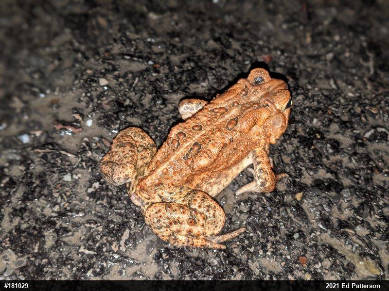 Eastern American Toad