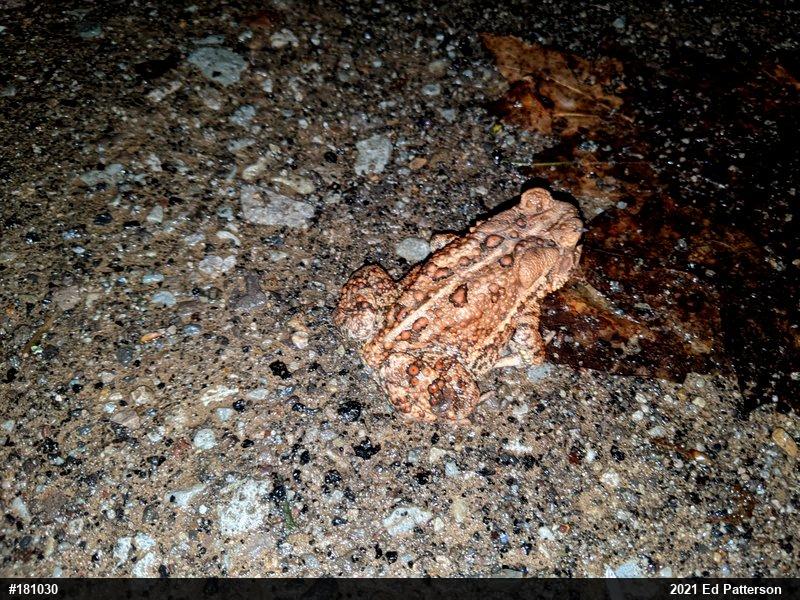 Eastern American Toad
