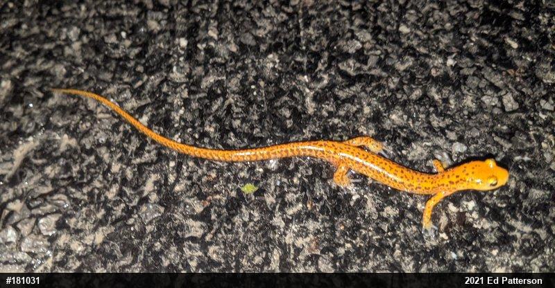 Eastern Long-tailed Salamander