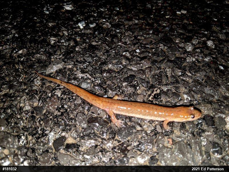Northern Dusky Salamander