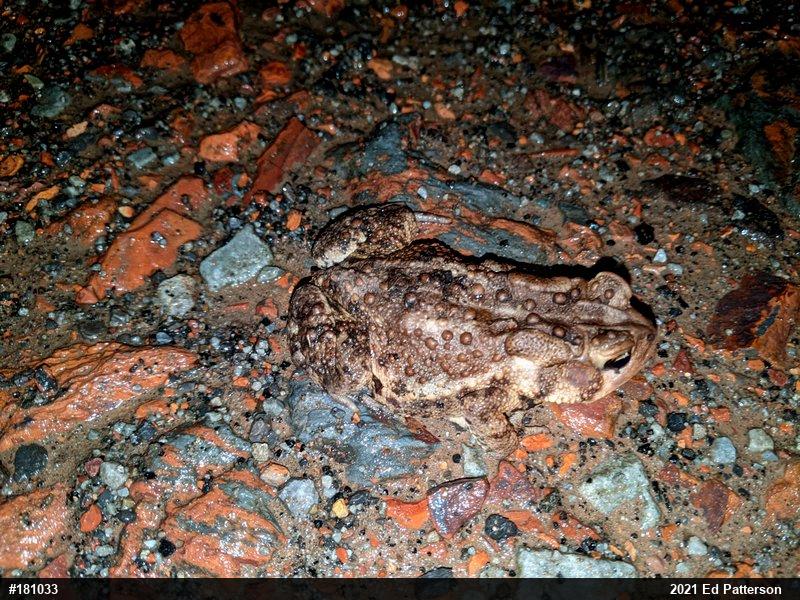 Eastern American Toad