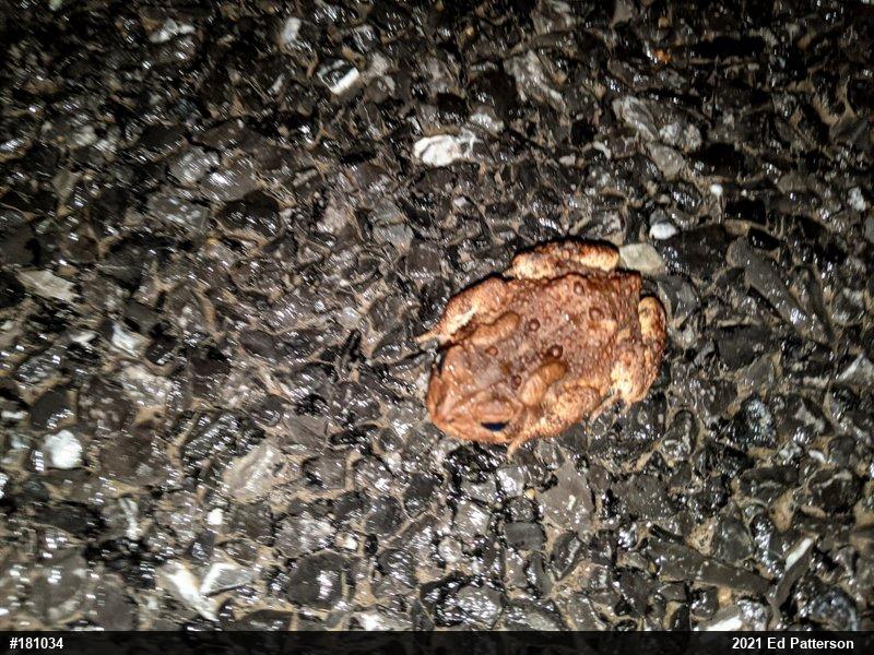 Eastern American Toad
