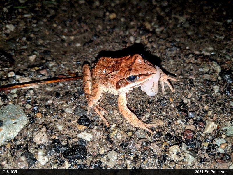 Wood Frog