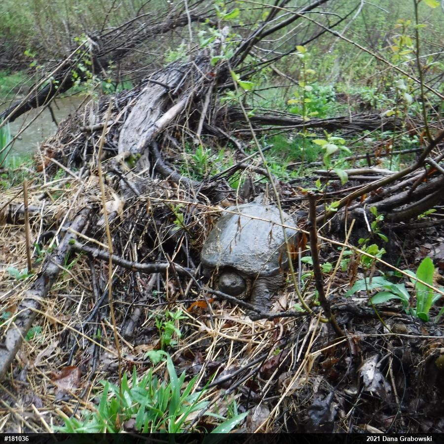 Snapping Turtle