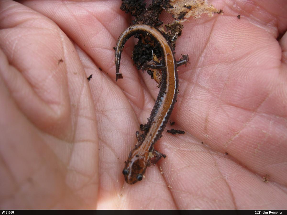 Eastern Red-backed  Salamander