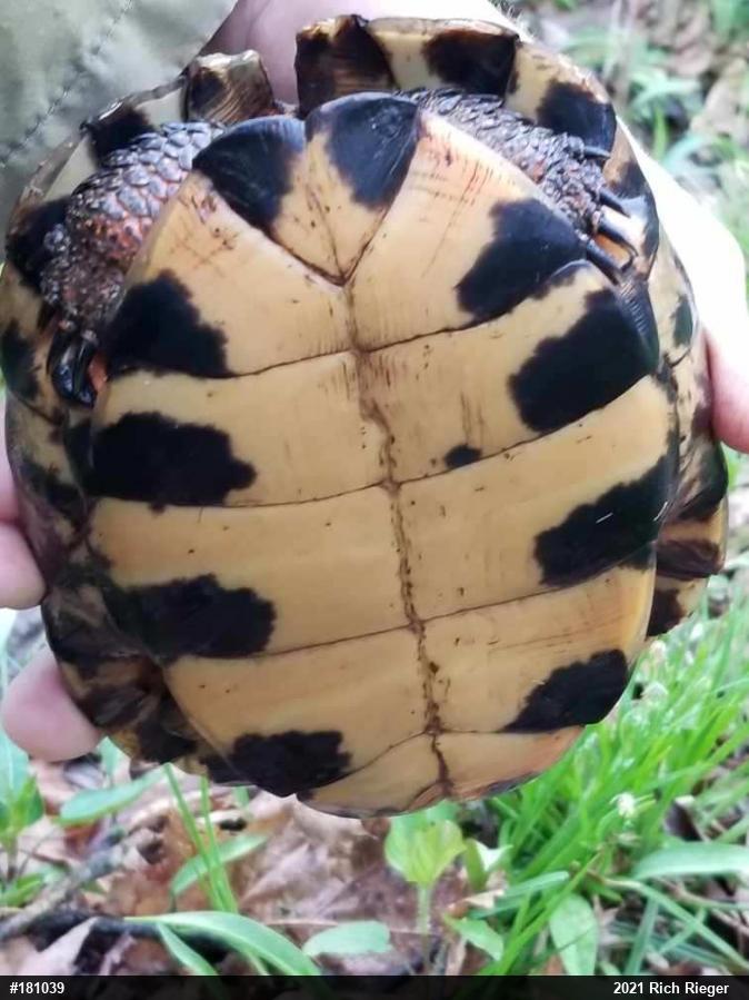 Wood Turtle