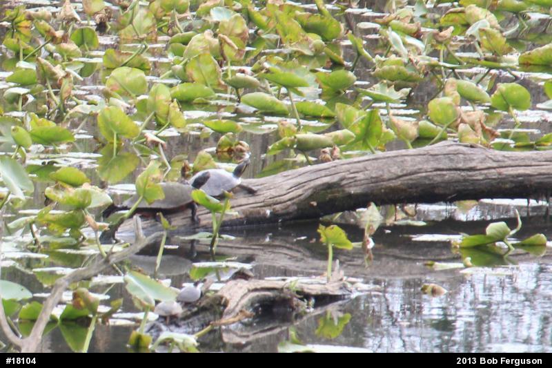 Red-eared Slider
