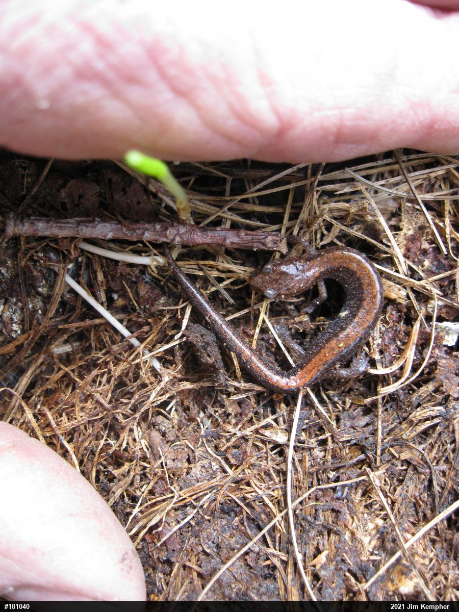Eastern Red-backed  Salamander