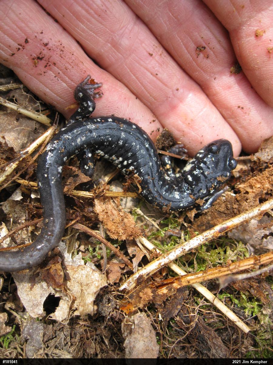 Northern Slimy Salamander
