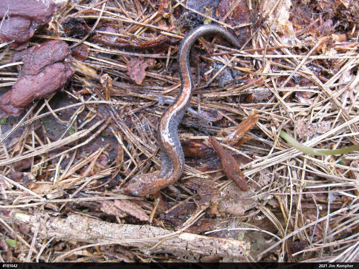 Eastern Red-backed  Salamander