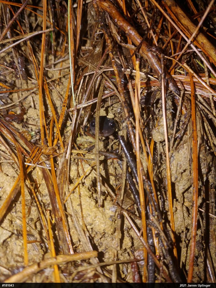 Wehrle's Salamander