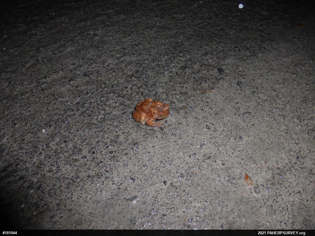 Eastern American Toad