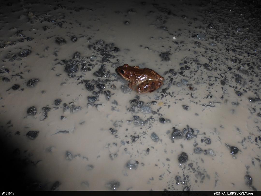 Wood Frog