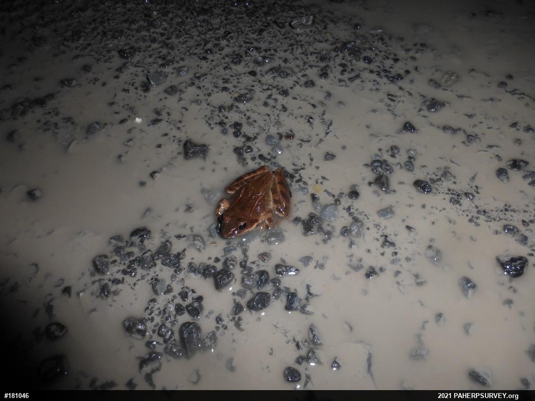 Wood Frog