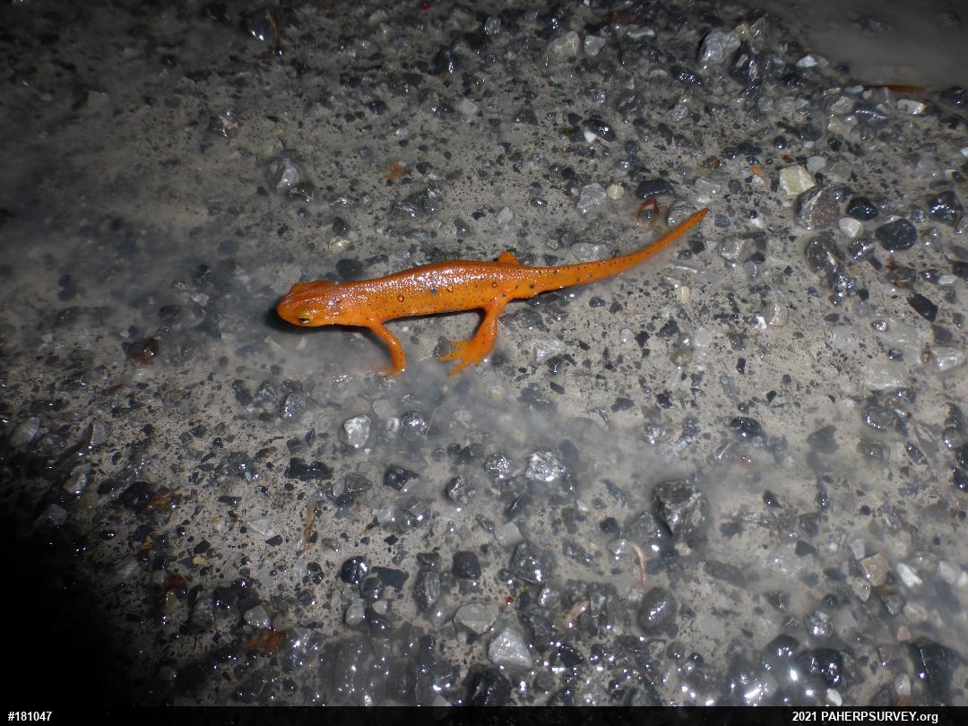 Red-spotted Newt